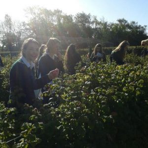 Lots Of Fun To Be Experienced In The Herb Gardens At Ballymaloe Cookery School.