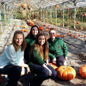 Seasonal Autumnal Offerings In The Greenhouses At Ballymaloe Cookery School.